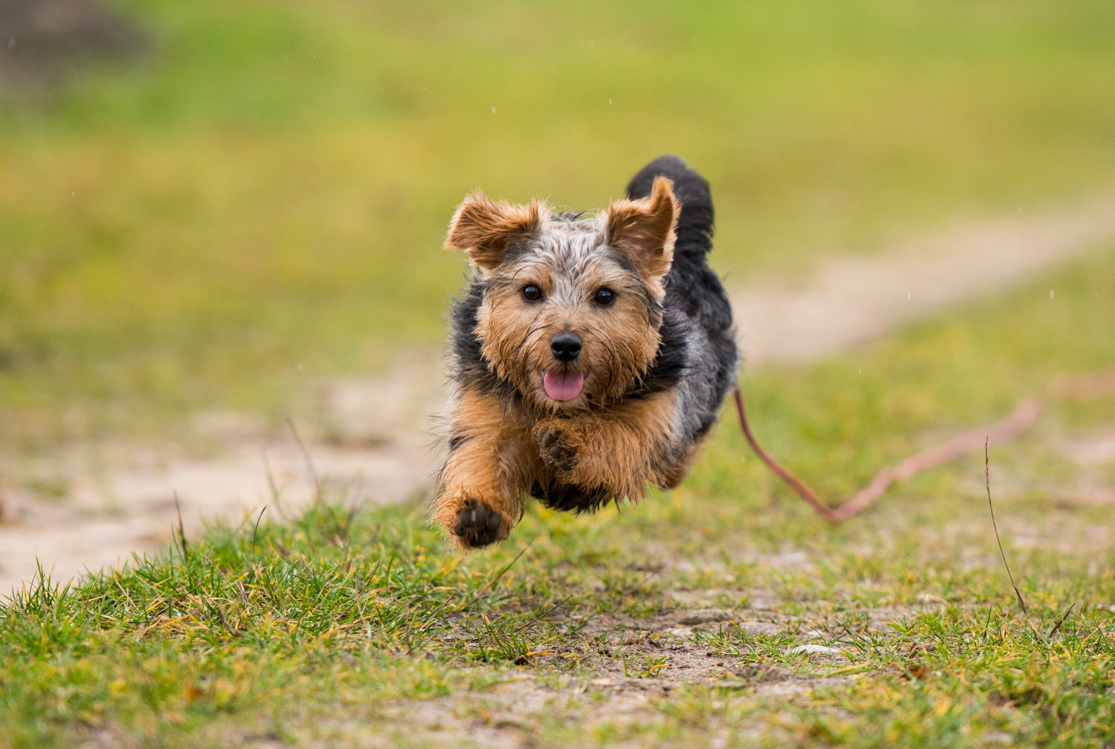 Ungepflegter Norfolk Terrier rennt einen Pfad entlang